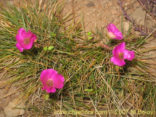 Image of Calandrinia sp. #1019 (). Click to enlarge parts of image.