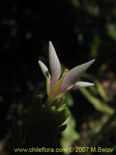 Image of Anagallis alternifolia (Pimpinela). Click to enlarge parts of image.