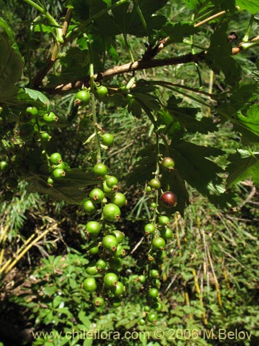 Ribes magellanicum. 200++ fresh seeds Hardy  