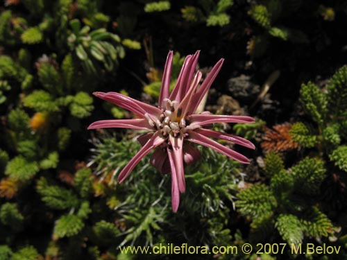 Image of Perezia pilifera (). Click to enlarge parts of image.