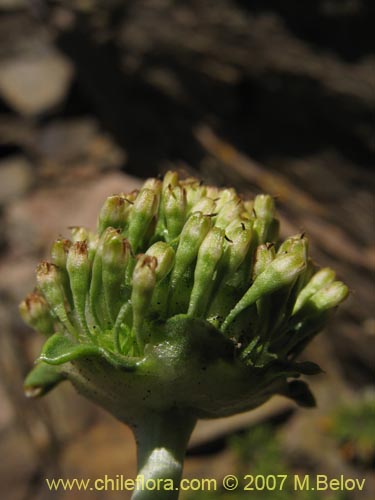 Gamocarpha alpina의 사진