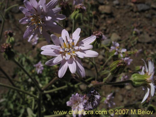 Image of Leucheria sp. #6055 (). Click to enlarge parts of image.
