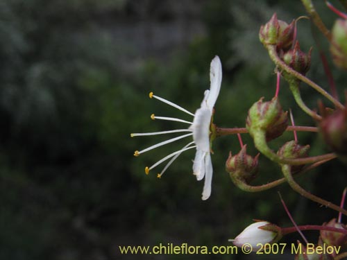 Bild von Lysimachia sertulata (Melilukul). Klicken Sie, um den Ausschnitt zu vergrössern.
