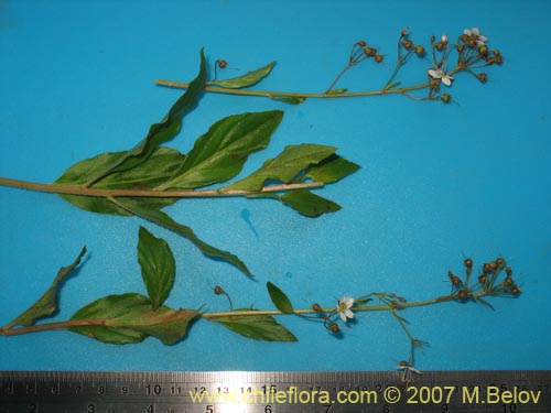 Imágen de Lysimachia sertulata (Melilukul). Haga un clic para aumentar parte de imágen.