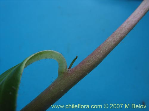 Image of Lysimachia sertulata (Melilukul). Click to enlarge parts of image.