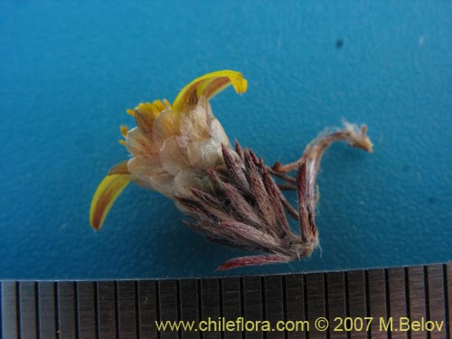 Image of Chaetanthera incana (). Click to enlarge parts of image.