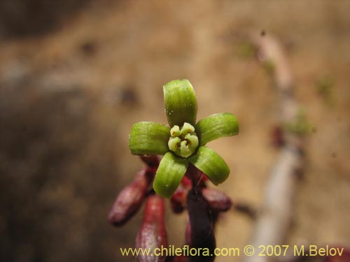Image of Carica chilensis (Papayo silvestre / Palo gordo). Click to enlarge parts of image.
