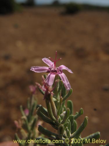 Bild von Frankenia salina (Hierba del salitre). Klicken Sie, um den Ausschnitt zu vergrössern.