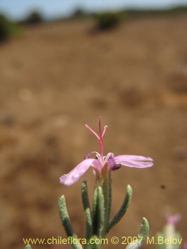 Bild von Frankenia salina (Hierba del salitre). Klicken Sie, um den Ausschnitt zu vergrössern.