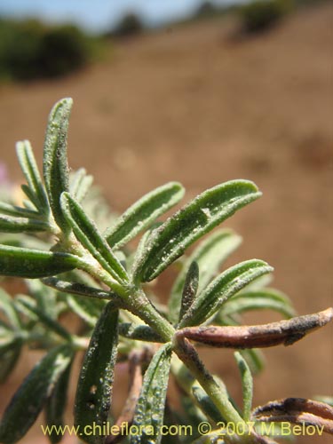 Imágen de Frankenia salina (Hierba del salitre). Haga un clic para aumentar parte de imágen.