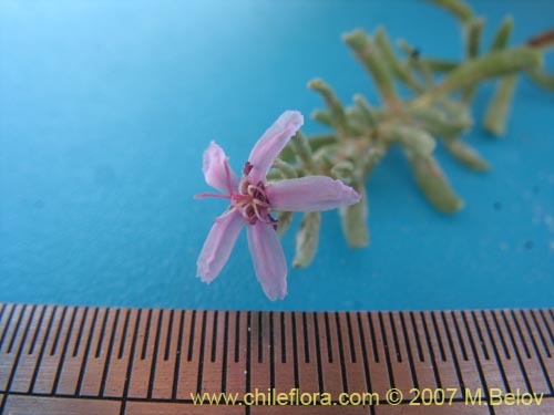 Image of Frankenia salina (Hierba del salitre). Click to enlarge parts of image.