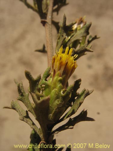 Image of Asteraceae sp. #3139 (). Click to enlarge parts of image.