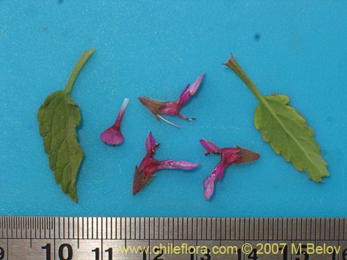 Image of Stachys philippiana (). Click to enlarge parts of image.