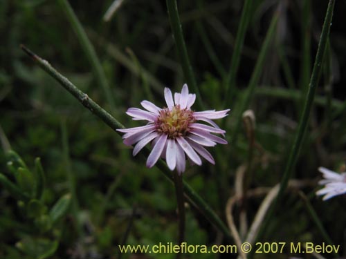 Image of Asteraceae sp. #Z 6407 (). Click to enlarge parts of image.
