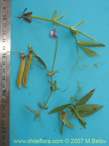 Image of Lathyrus subandinus (). Click to enlarge parts of image.