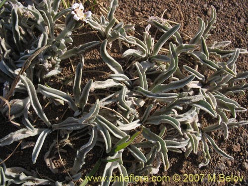 Image of Leucheria candidissima (). Click to enlarge parts of image.