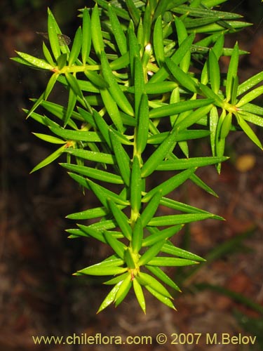 Image of Podocarpus nubigenus (MaÃ±Ã­o macho / MaÃ±Ã­o de hojas punzantes). Click to enlarge parts of image.