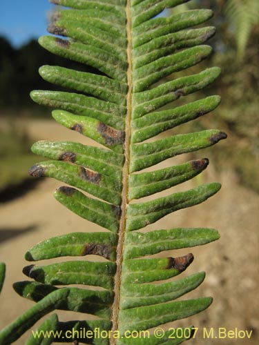 Bild von Gleichenia squamulosa (Hierb a loza / Palmita). Klicken Sie, um den Ausschnitt zu vergrössern.