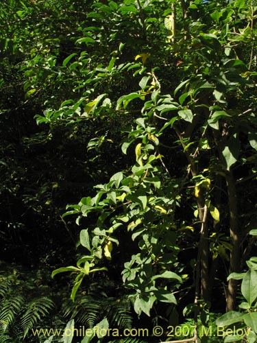 Image of Latua pubiflora (Palo muerto / Palo de brujos / LatuÃ©). Click to enlarge parts of image.