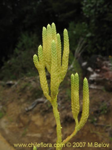 Image of Lycopodium paniculatum (Pimpinela). Click to enlarge parts of image.