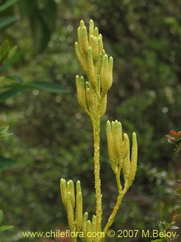 Image of Lycopodium paniculatum (Pimpinela). Click to enlarge parts of image.