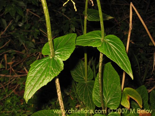 Imágen de Valeriana lapathifolia (Guahuilque). Haga un clic para aumentar parte de imágen.