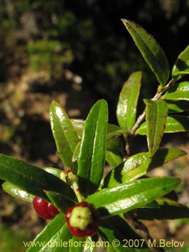 Image of Gaultheria mucronata (). Click to enlarge parts of image.