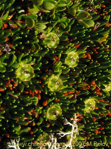 Image of Donatia fascicularis (). Click to enlarge parts of image.