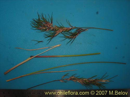 Image of Poaceae sp. #1751 (). Click to enlarge parts of image.