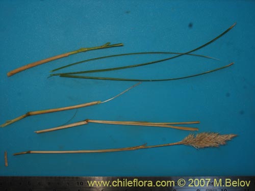 Image of Poaceae sp. #1750 (). Click to enlarge parts of image.