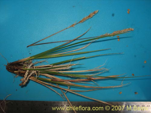 Image of Poaceae sp. #1748 (). Click to enlarge parts of image.