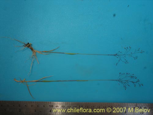 Image of Agrostis violacea (). Click to enlarge parts of image.