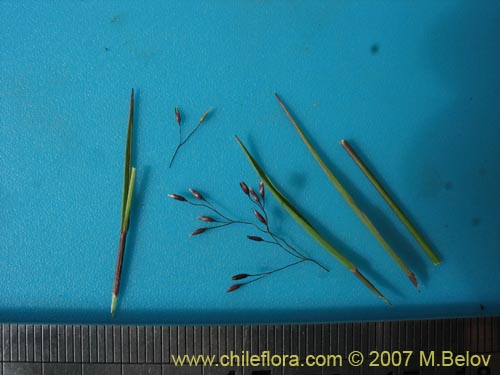 Image of Agrostis violacea (). Click to enlarge parts of image.