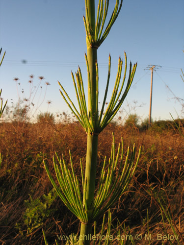 Image of Equisetum giganteum (). Click to enlarge parts of image.