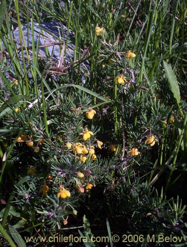Imágen de Berberis empetrifolia (Uva de la cordillera / Palo amarillo). Haga un clic para aumentar parte de imágen.