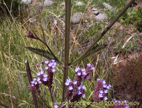 Image of Verbena litoralis (Verbena). Click to enlarge parts of image.