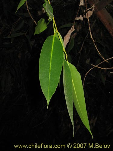 Фотография Eucaliptus robusta (). Щелкните, чтобы увеличить вырез.