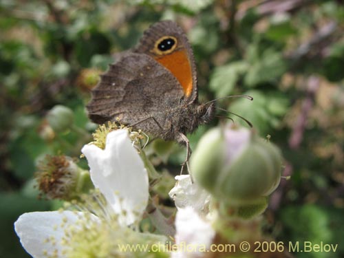 Imágen de Rubus ulmifolius (Zarzamora / Mora). Haga un clic para aumentar parte de imágen.