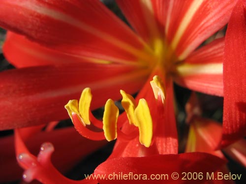 Imágen de Rhodophiala splendens (Añañuca esplendorosa). Haga un clic para aumentar parte de imágen.