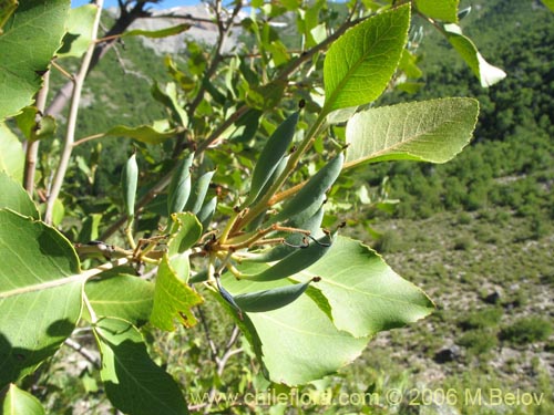 Image of Lomatia hirsuta (Radal / Raral / Nogal silvestre). Click to enlarge parts of image.