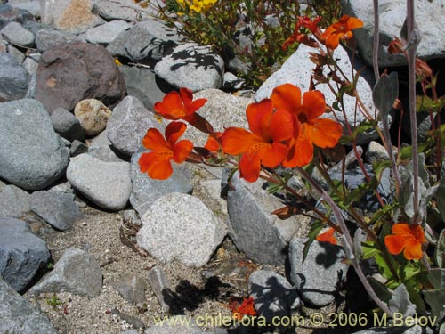 Image of Mimulus cupreus (Berro rojo / Flor de cobre). Click to enlarge parts of image.
