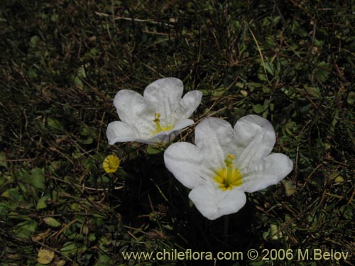 Bild von Nierembergia repens (Estrellita de las vegas). Klicken Sie, um den Ausschnitt zu vergrössern.