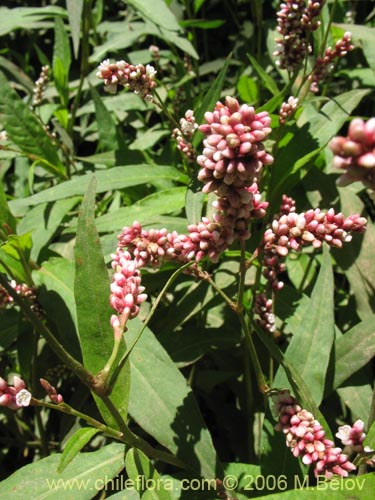 Image of Polygonum sp. #1580 (). Click to enlarge parts of image.