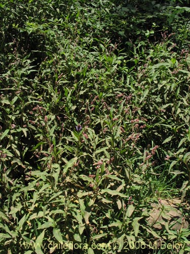 Image of Polygonum sp. #1580 (). Click to enlarge parts of image.