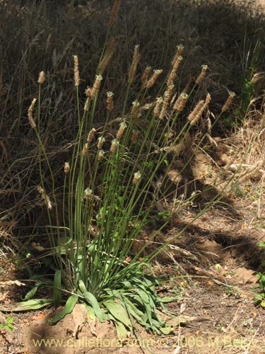 Plantago lanceolataの写真