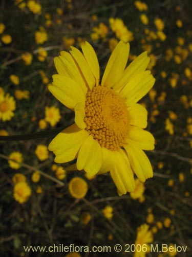 Image of Asteraceae sp. #2430 (). Click to enlarge parts of image.