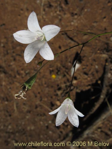 Image of Wahlenbergia linarioides (UÃ±a-perquen). Click to enlarge parts of image.