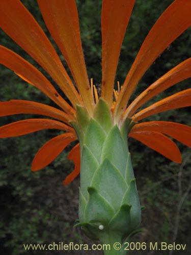 Image of Mutisia decurrens (Clavel del campo anaranjado). Click to enlarge parts of image.