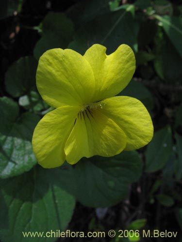 Imágen de Viola maculata (Violeta amarilla). Haga un clic para aumentar parte de imágen.