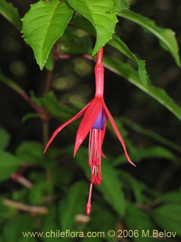 Bild von Fuchsia magellanica (Chilco / Chilca / Palo blanco). Klicken Sie, um den Ausschnitt zu vergrössern.